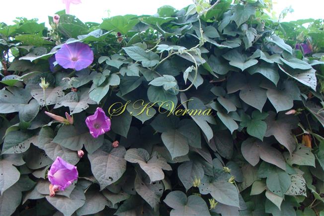  Plant